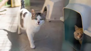 Santa Cruz impulsa el primer refugio municipal  exclusivo para los gatos callejeros