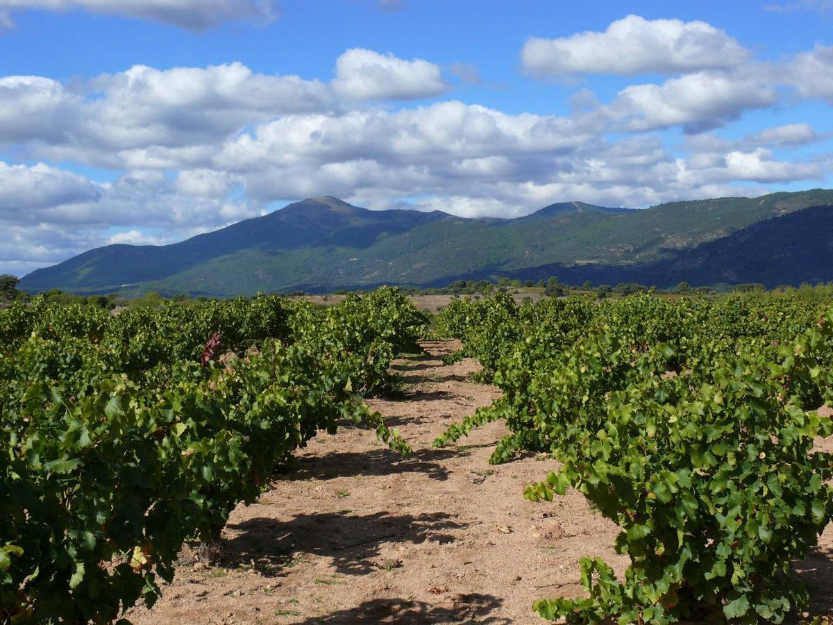 Los vinos de Madrid ganan posiciones en el mercado, se benefician de un fuerte crecimiento en ventas y abordan nuevos retos como la ampliación del territorio amparado por la Denominación de Origen hacia el norte de la Comunidad o el relanzamiento del enoturismo.