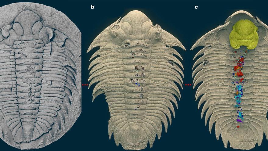 Descubren cuál fue la última cena de un trilobite fosilizado hace 500 millones de años