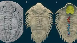 Descubren cuál fue la última cena de un trilobite fosilizado hace 500 millones de años