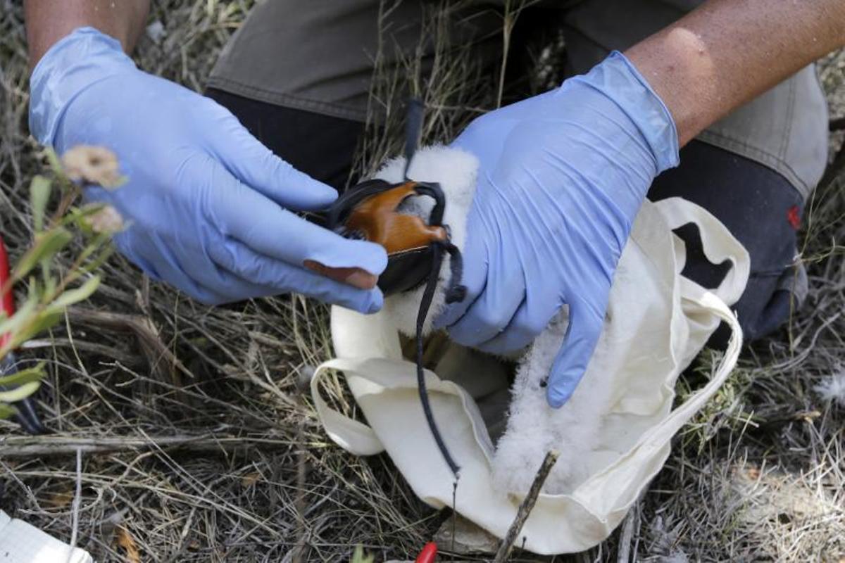 Agentes rurales anillan halcones peregrinos en el Penedès