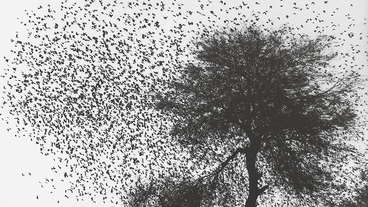 Graciela Iturbide, 'Árbol con pájaros' (años 90).