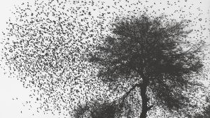 Graciela Iturbide, Árbol con pájaros (años 90).