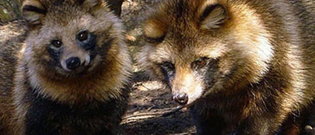 Suecia quiere acabar con los mapaches