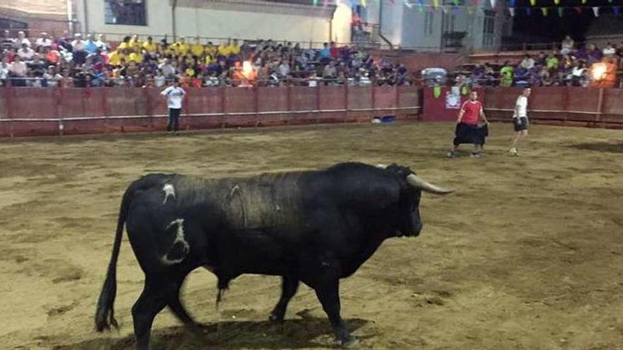 Jóvenes citan a un novillo en el desenjaule celebrado en la plaza de toros.