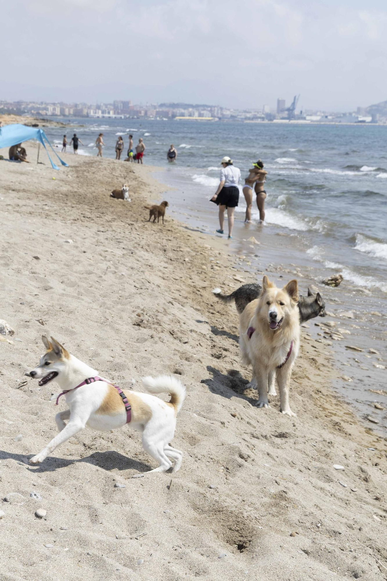 La playa canina de Agua Amarga de Alicante se queda sin servicios para perros