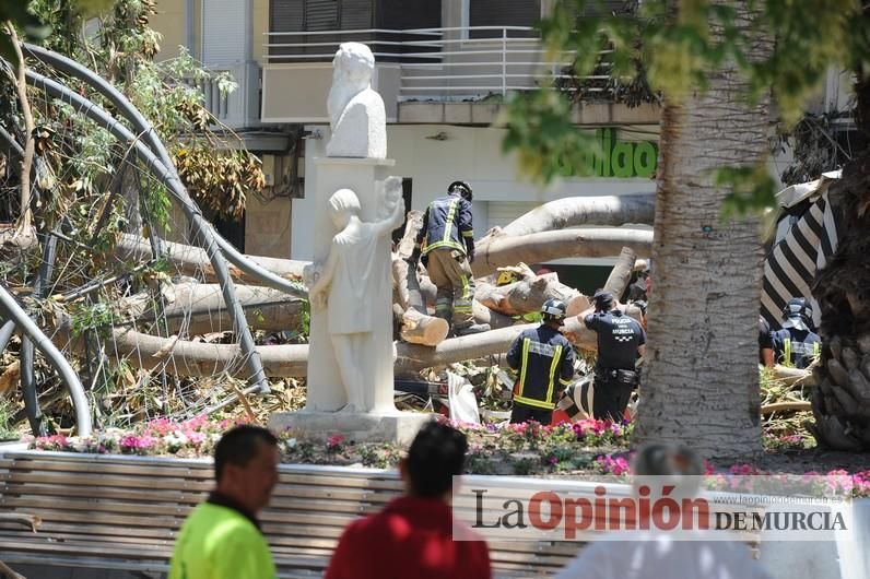 Cae parte del ficus de Santo Domingo en Murcia