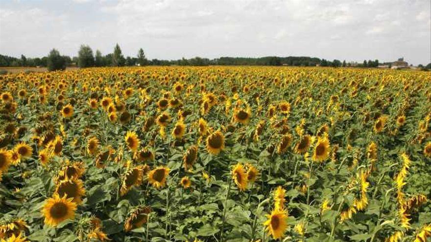 Campo de girasol