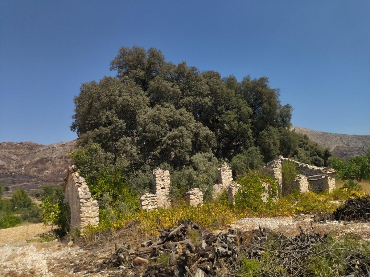 Las carrascas centenarias que se han salvado del fuego