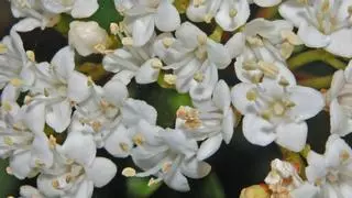 ¿Qué se puede plantar en la terraza o el jardín que sea compatible con la sequía?