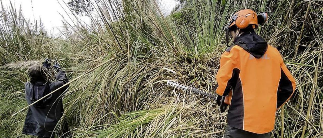 Voluntarios con los residuos que retiraron en el entorno de Mariñán  y los plumachos que retiraron a mano delante del pazo. |   // L.O.