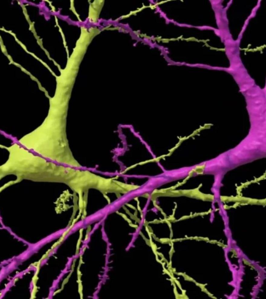 Revelan el mapa más detallado del cerebro humano