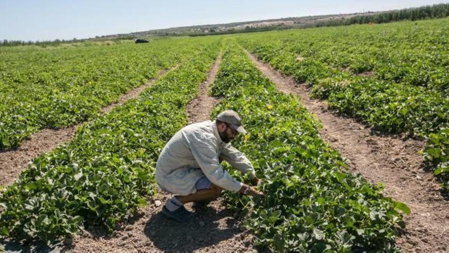 Un campo de cultivo de la zona de Carrizales en Elche.