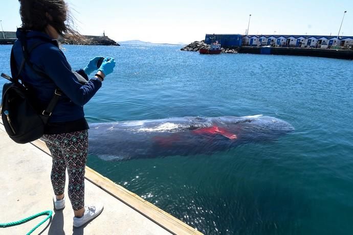 TELDE  13-03-19   TELDE. Localizan a una ballena cachalote hembra de nueve metros muerta flotando en la costa de Telde, la cual fue trasladada hasta el muelle de Taliarte a la espera de sus traslado al vertedero de Juana Grande donde le practicaran la necropsia. FOTOS: JUAN CASTRO