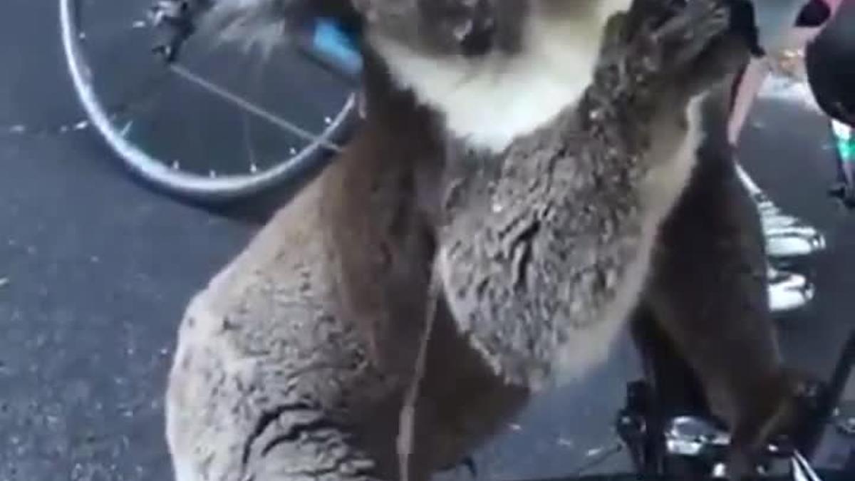 Unos ciclistas paran para dar de beber a un Koala sediento