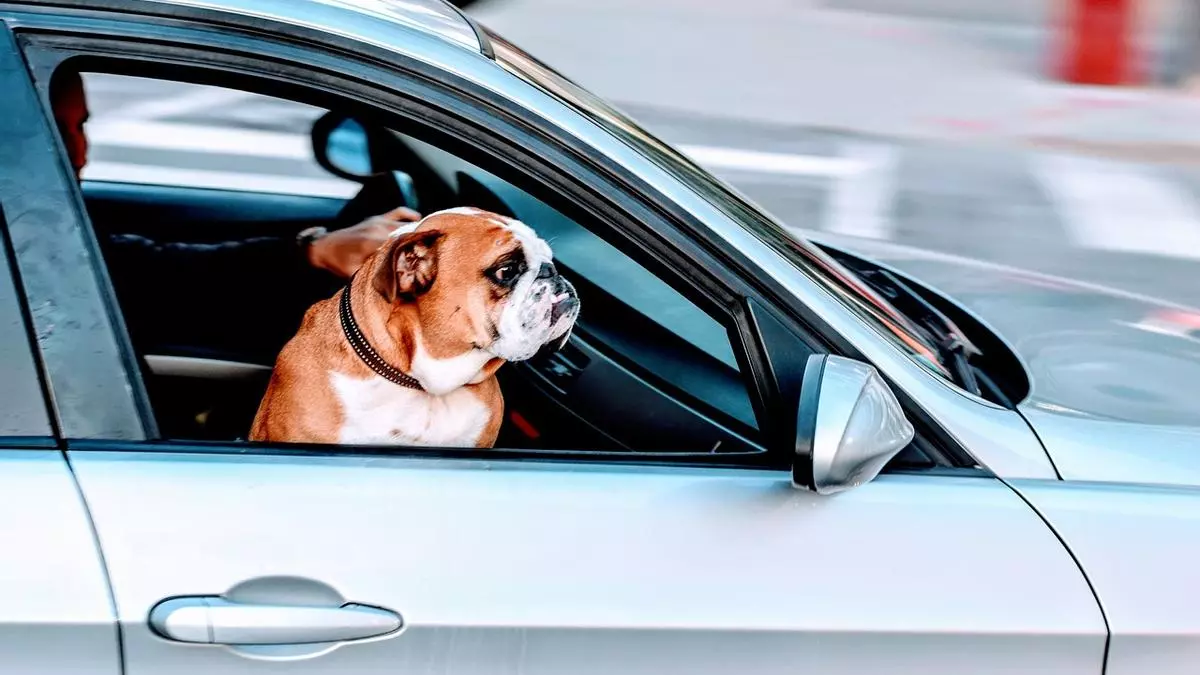 La multa que desconoces y que te pueden poner por llevar perro en el coche