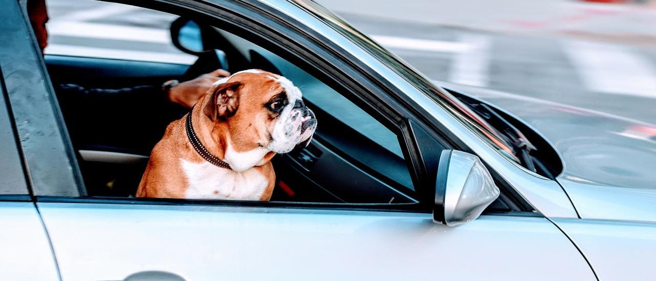La multa que desconoces y que te pueden poner por llevar perro en el coche