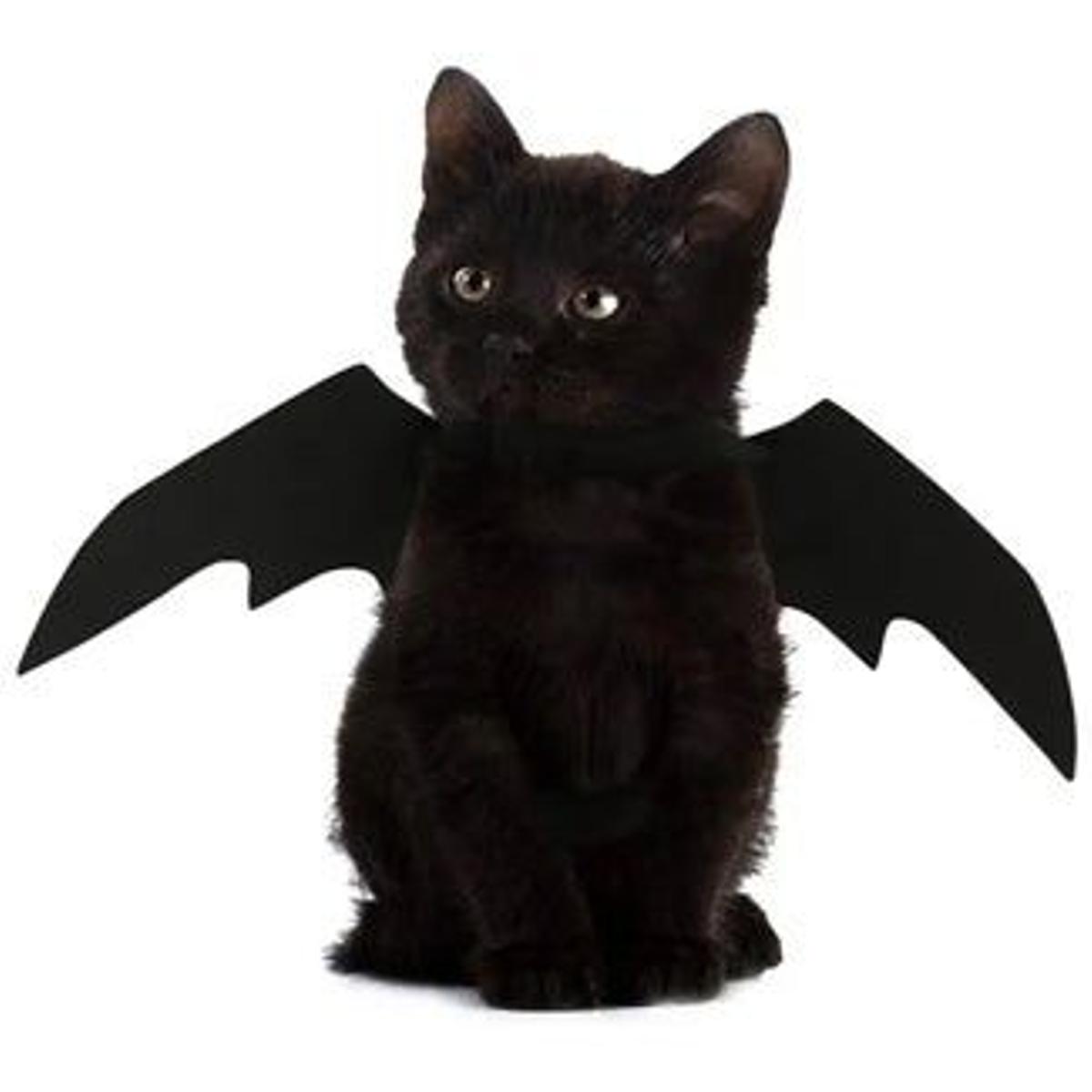 Planes Halloween: disfrazar a tu mascota con Wish