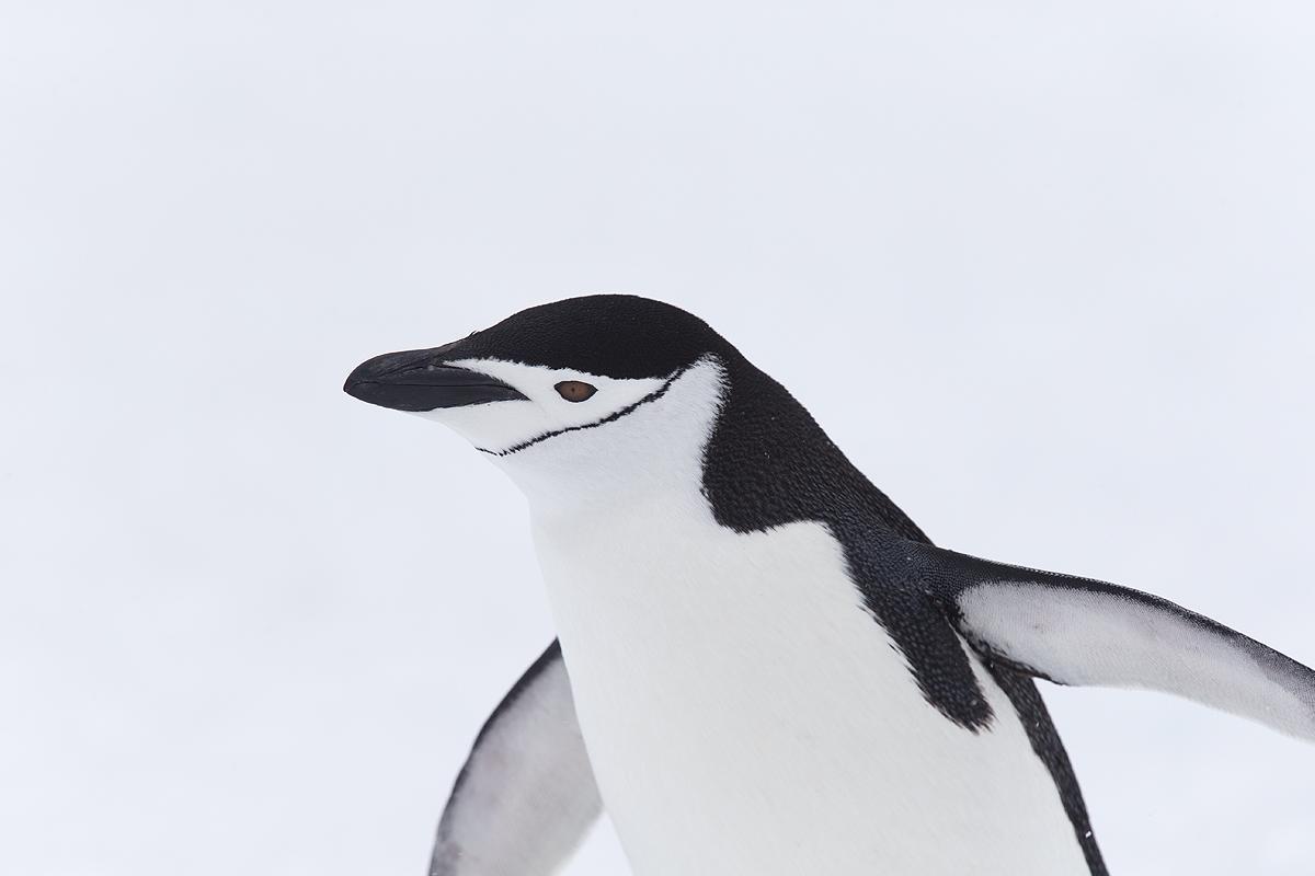 pinguino barbijo