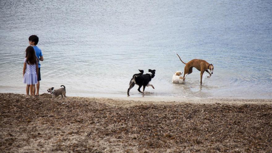 Tres mascotas en un piso: máximo de animales de familia permitidos en Palma