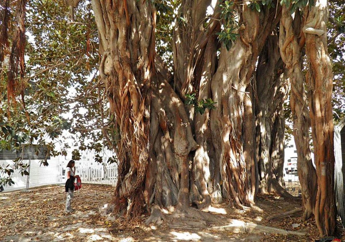 Los árboles con más raíces  de Alicante