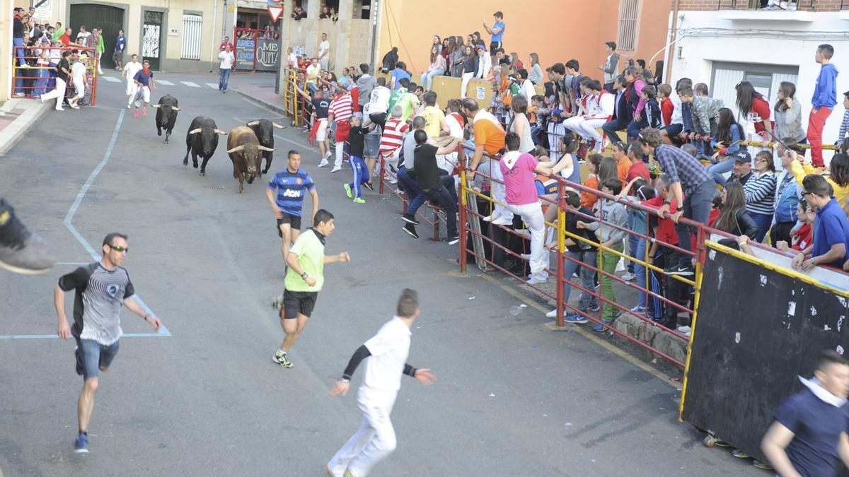 Un encierro taurino en una edición reciente de las fiestas del Toro Enmaromado.