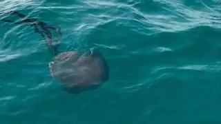 Qué debo hacer si encuentro una medusa gigante en la playa