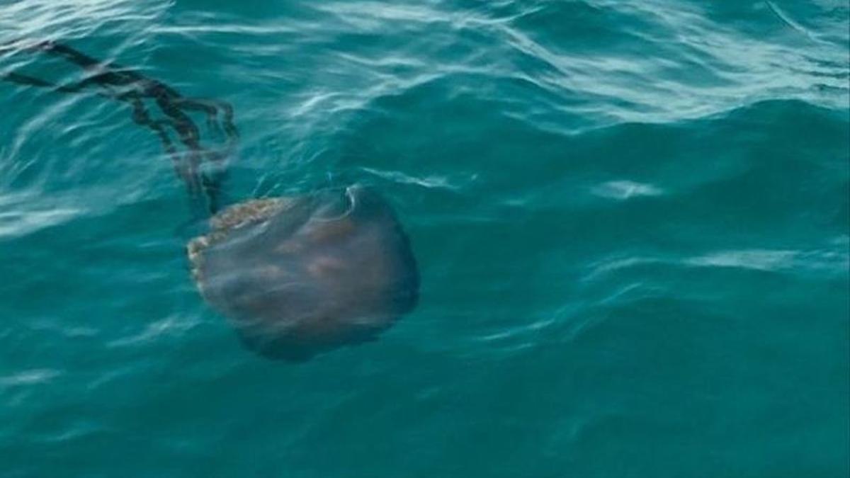 Aparecen dos medusas gigantes en la costa de Mallorca.