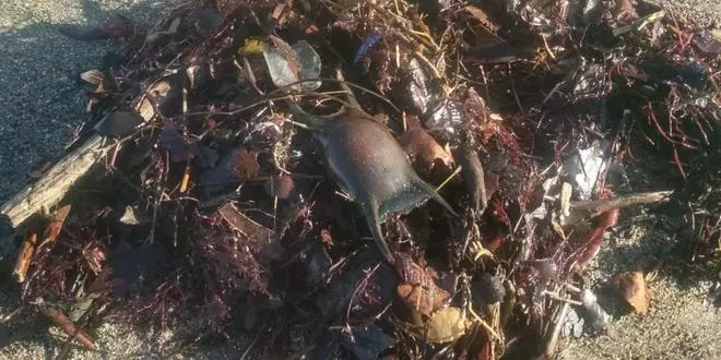 Hallan huevos de tiburón en la playa de Salinas: “Podríamos empezar a ver especies nuevas”