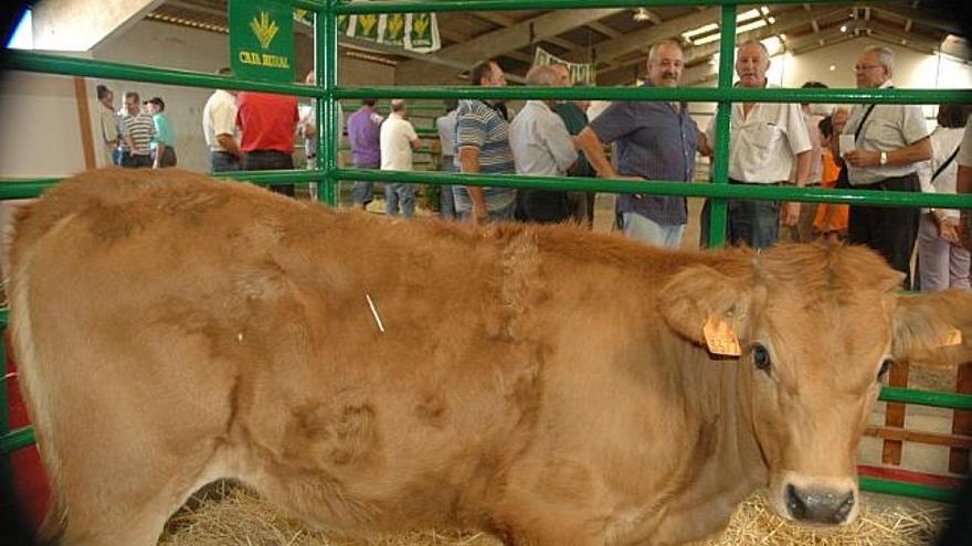 Ejemplar de vaca alistana durante la pasada feria ganadera celebrada en San Vitero.