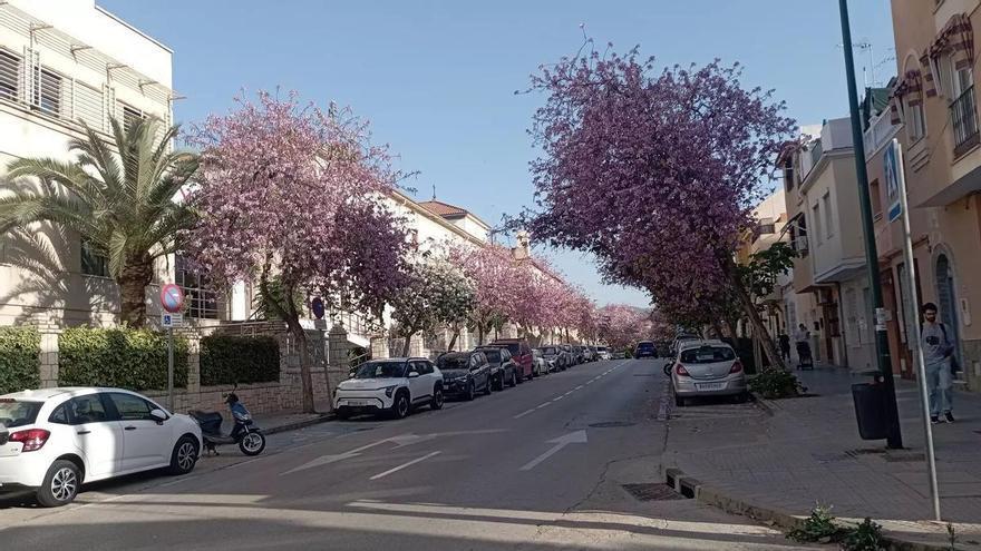 El árbol de la orquídea y el falso pimentero: dos aliados co