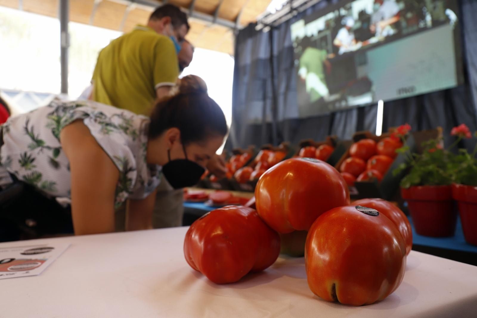 Concurso hortofrutícola de Coín y subasta Mejor Tomate Huevo de Toro