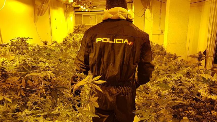 Ocultan 600 plantas de marihuana en el cobertizo de una casa en Castellón