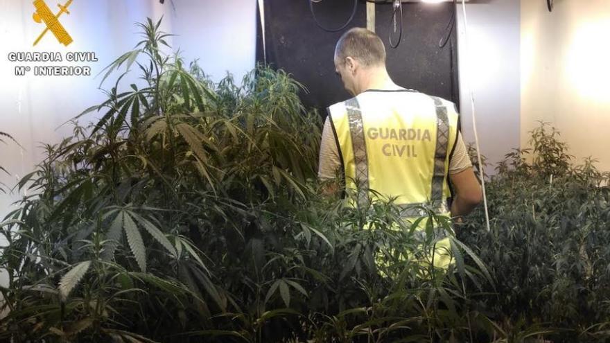 Desmantelada en Obejo una plantación clandestina de marihuana con dos detenidos