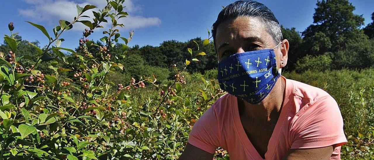 Begoña González, en la recolección de arándanos en Muñó (Siero).