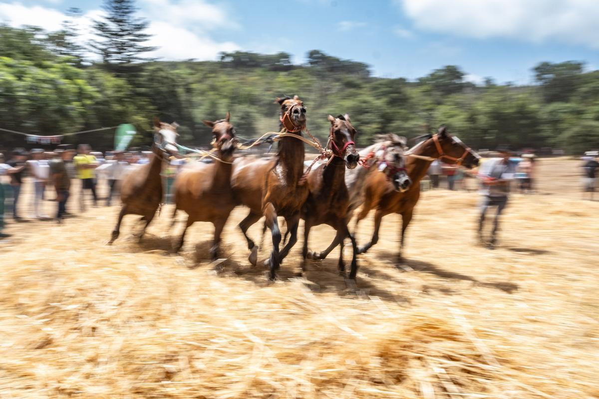 La trilla con seis caballos, en la Feria de Ganado de Teror.