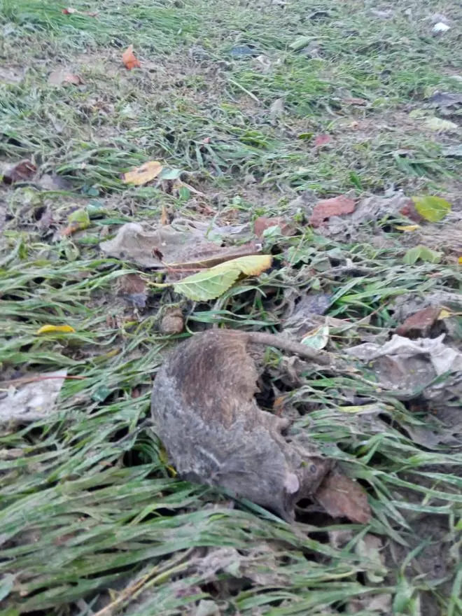 Barcala: "Tras la tormenta solo han quedado algunas hojas o algo de barrillo"