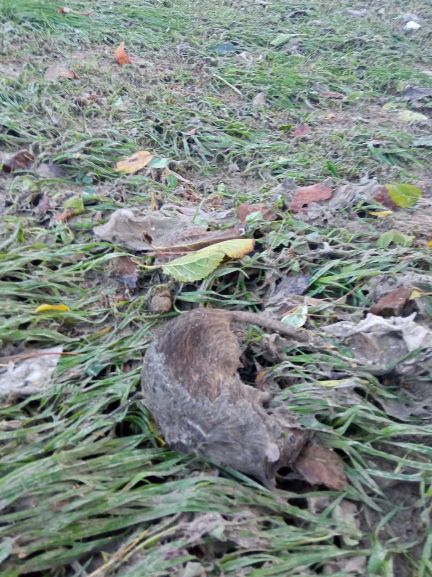 Ratas muertas, basura y restos fecales tras la tormenta en Alicante