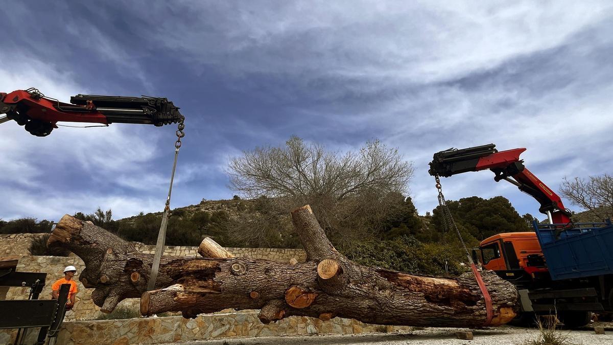 Colocación del tronco del pino de Ferrusa para su puesta en valor