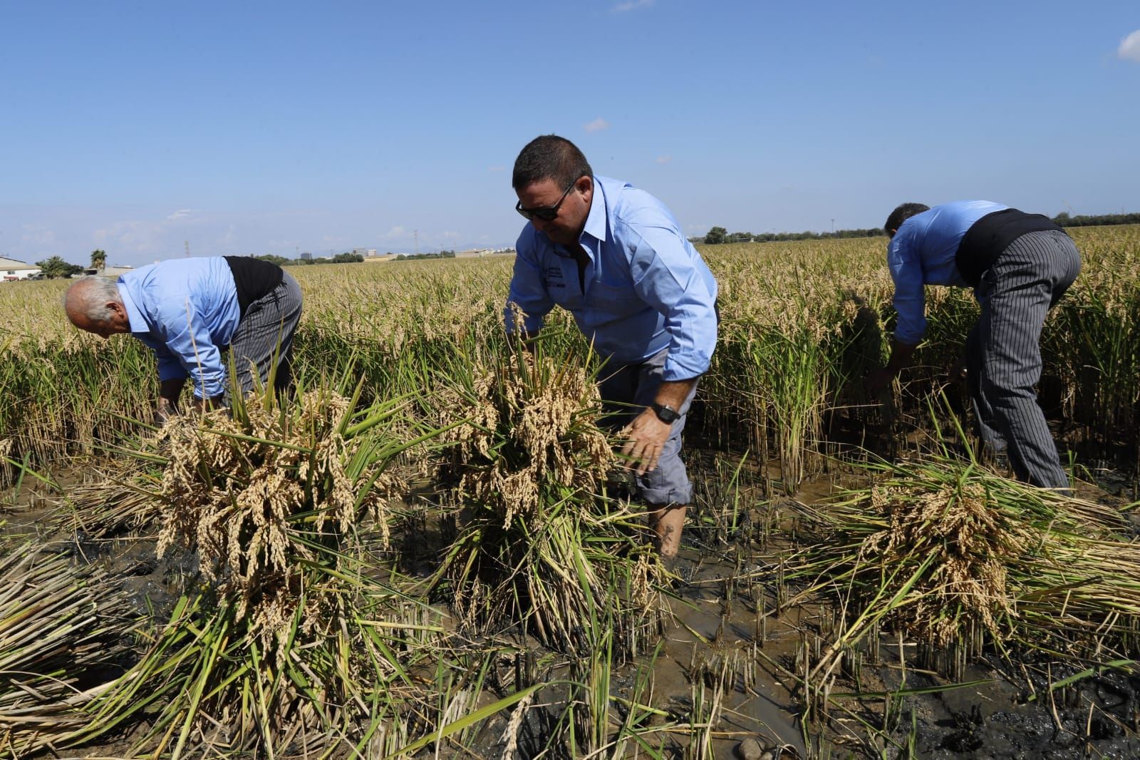 Todas las imágenes de la Fiesta de la Siega del Arroz 2024