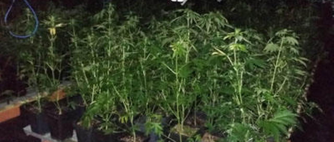 Desmantelan en Beniparrell una plantación de marihuana con más de mil ejemplares