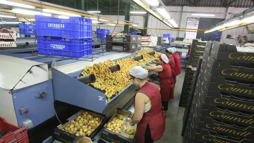 Los altos costes agrian la campaña de la fruta de verano pese a la gran producción en la Vall d'Albaida