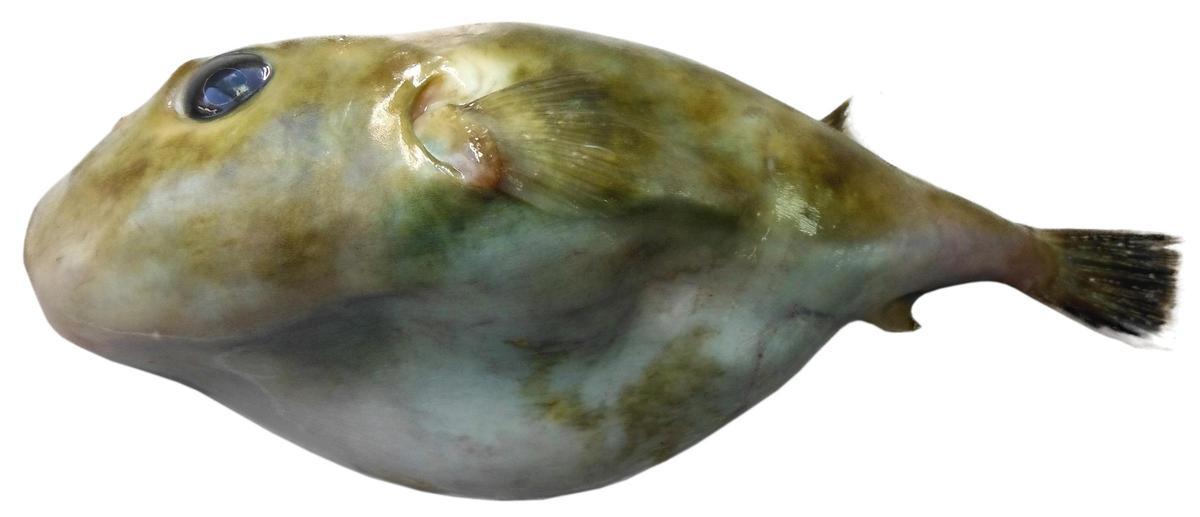 Ejemplar de tamboril verde.