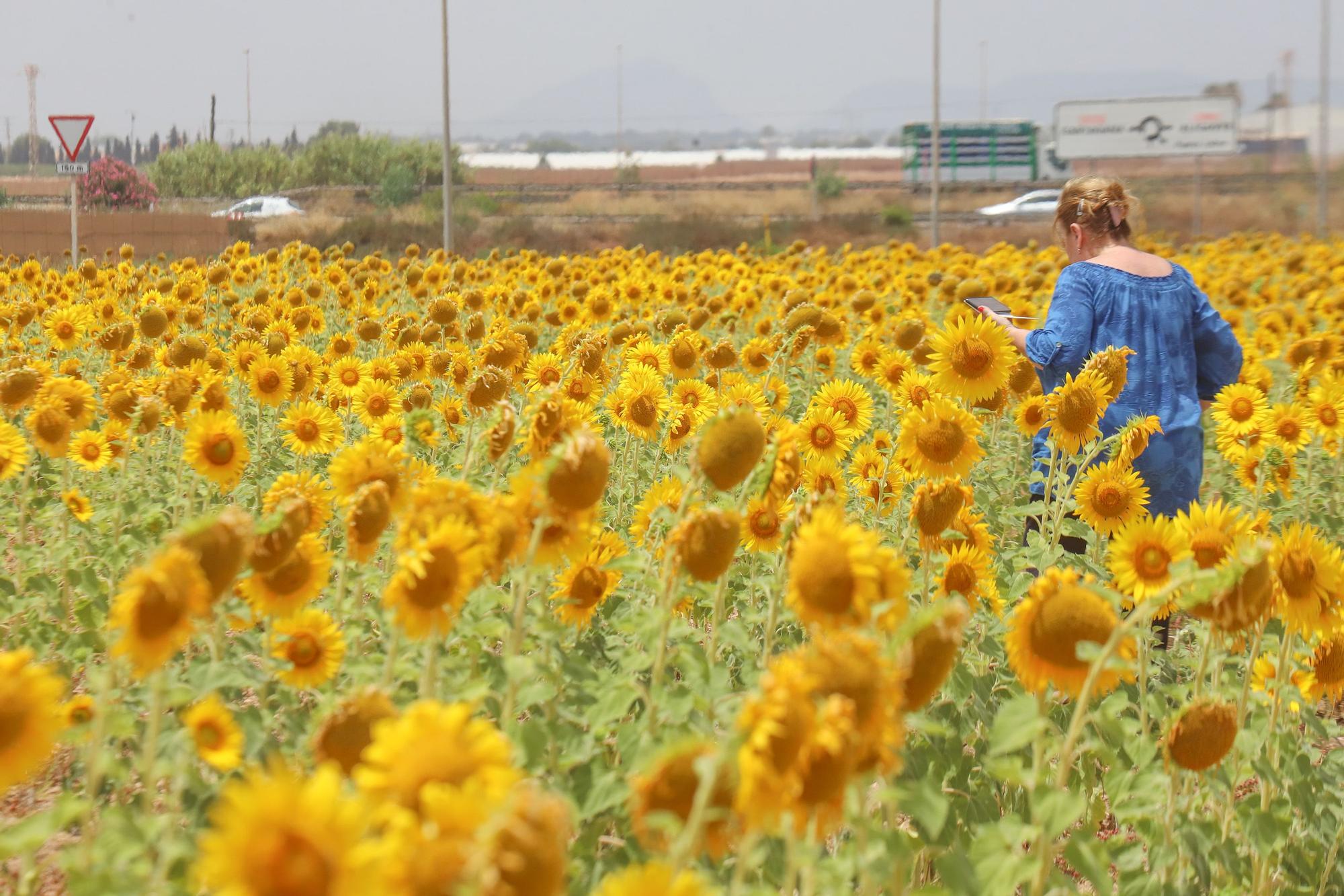 Los espectaculares campos de girasol plantados en Pilar de la Horadada