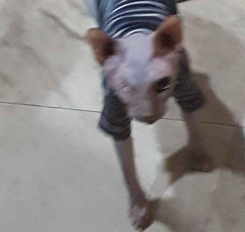 Imagen del gato egipcio al que arrancaron un ojo al no juntarse con hembras para reproducirse.