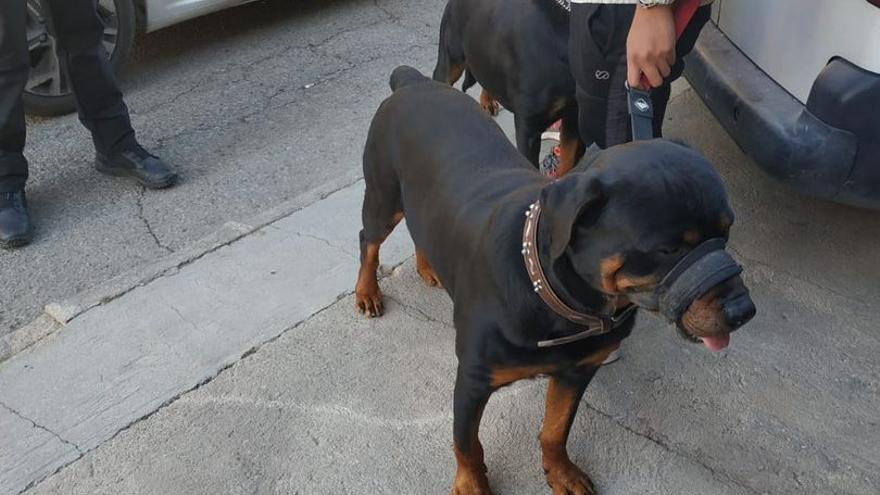 Sorprendidos en Molina y Murcia con perros peligrosos sin licencia ni seguro