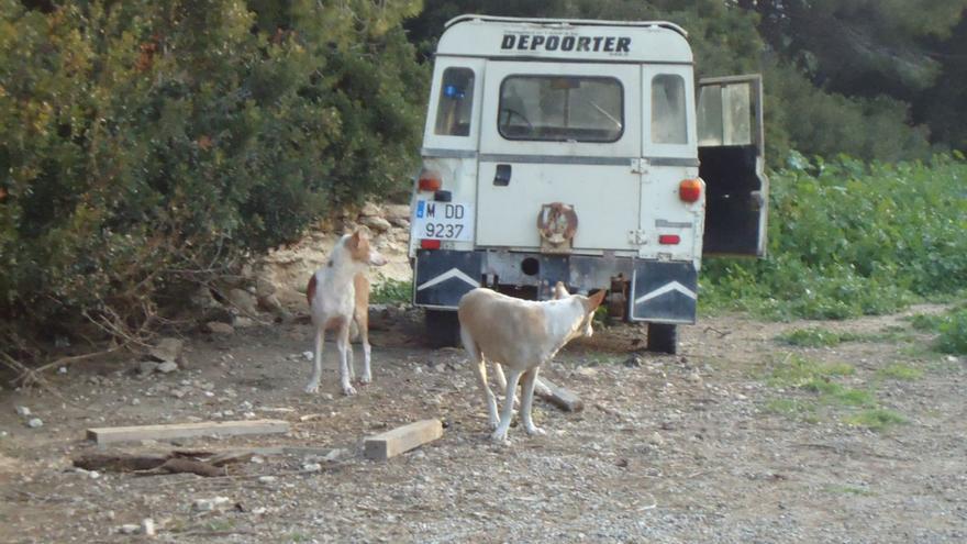 Alarma por una manada de podencos abandonados en una cala de Ibiza: "Ya son entre 40 y 50 perros"