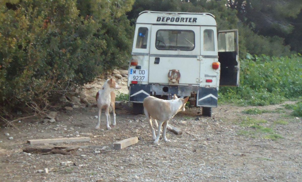 Sant Josep lleva capturados 238 perros de la jauría de 'Sendic' desde 2007