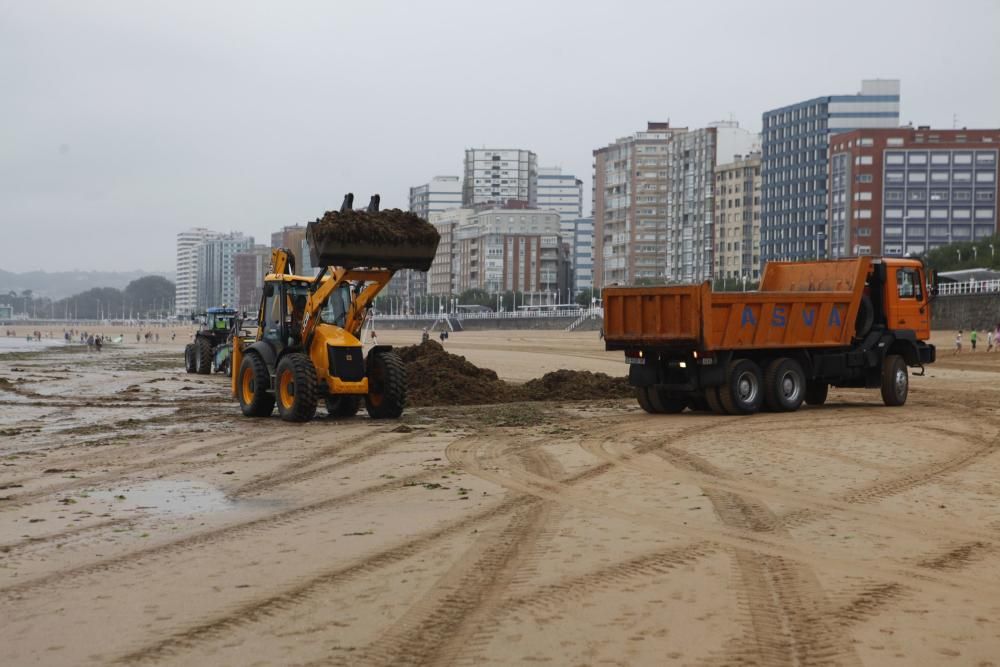 Recogida de ocle en la playa de San Lorenzo de Gijón