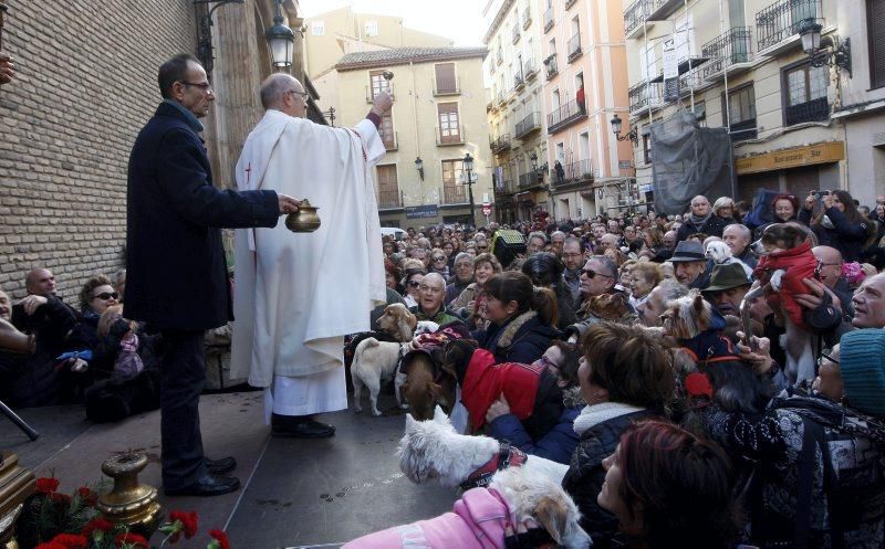 Celebración de San Antón, bendición de los animales